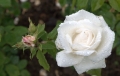 18974677550b3fe3bf1fadwhite_rose_raindrops_04439.jpg