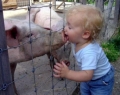 Kid pig kiss